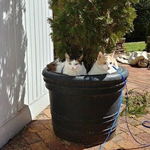 Meet your Posher, Helene